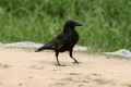 Черная восточная ворона фото (Corvus orientalis) - изображение №2098 onbird.ru.<br>Источник: commons.wikimedia.org